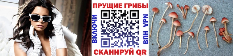 Галлюциногенные грибы прущие грибы  shop состав  Кемерово  где купить   OMG ССЫЛКА 